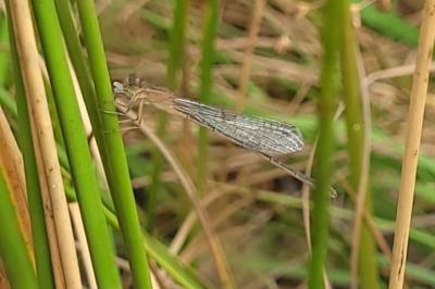 <i>Ischnura elegans</i>