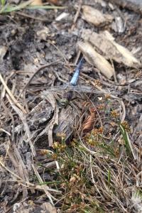 <i>Orthetrum cancellatum</i>