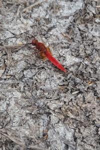 <i>Crocothemis erythraea</i>