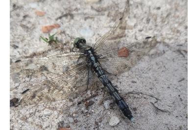<i>Orthetrum albistylum</i>