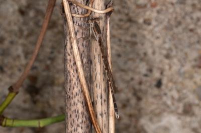 <i>Sympecma fusca</i>