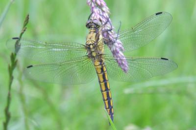 <i>Orthetrum cancellatum</i>
