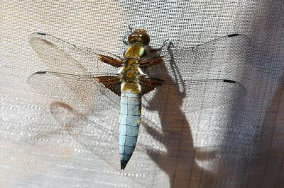 <i>Libellula depressa</i>