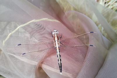 <i>Orthetrum albistylum</i>
