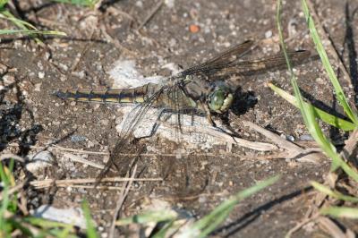 <i>Orthetrum cancellatum</i>