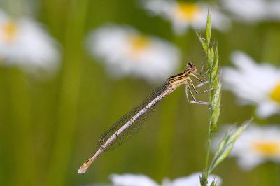 <i>Platycnemis pennipes</i>