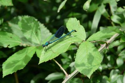 <i>Calopteryx splendens</i>