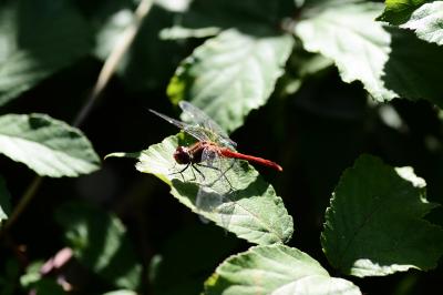 <i>Sympetrum sanguineum</i>