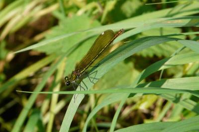 <i>Calopteryx splendens</i>