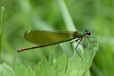 <i>Calopteryx splendens</i>