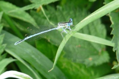 <i>Platycnemis pennipes</i>