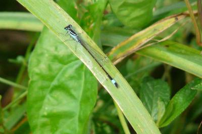 <i>Ischnura elegans</i>