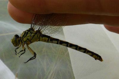 <i>Onychogomphus forcipatus</i>