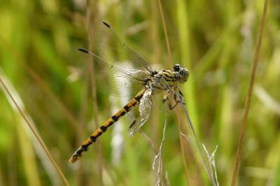 <i>Onychogomphus forcipatus</i>