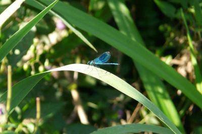<i>Calopteryx virgo</i>