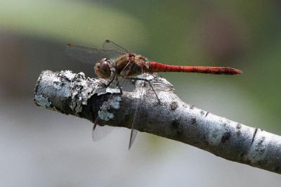 <i>Sympetrum striolatum</i>
