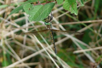 <i>Oxygastra curtisii</i>