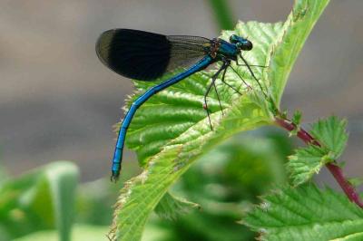 <i>Calopteryx splendens</i>