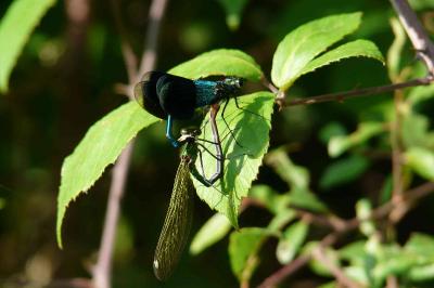 <i>Calopteryx splendens</i>