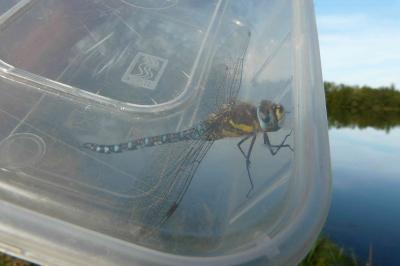 Aeshna mixta