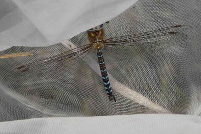 <i>Aeshna mixta</i>