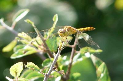 <i>Sympetrum meridionale</i>