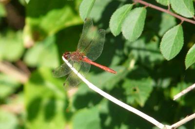 <i>Sympetrum meridionale</i>