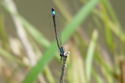 <i>Ischnura elegans</i>