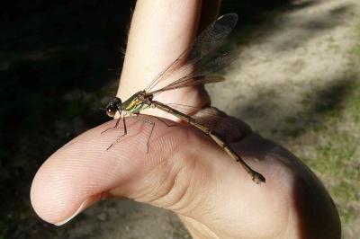 <i>Chalcolestes viridis</i>