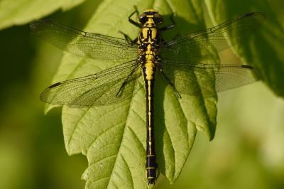 <i>Gomphus vulgatissimus</i>