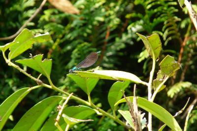 <i>Calopteryx splendens</i>