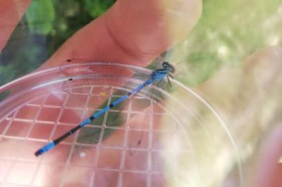 <i>Coenagrion puella</i>
