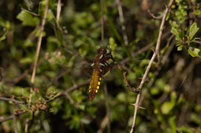 <i>Libellula depressa</i>