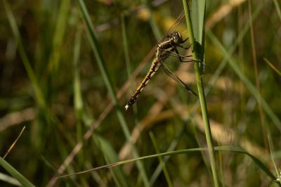 <i>Orthetrum albistylum</i>