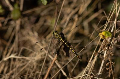 <i>Onychogomphus forcipatus forcipatus</i>