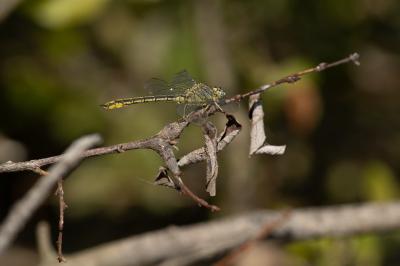 <i>Gomphus pulchellus</i>