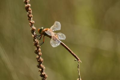 <i>Aeshna isoceles</i>