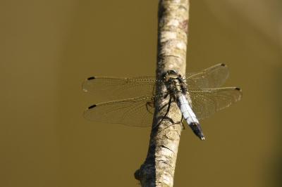 <i>Orthetrum albistylum</i>