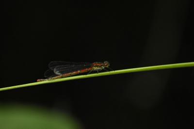 <i>Pyrrhosoma nymphula</i>