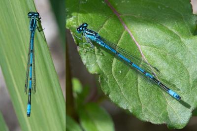 <i>Coenagrion puella</i>