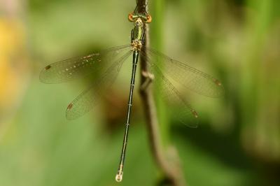 <i>Lestes virens vestalis</i>
