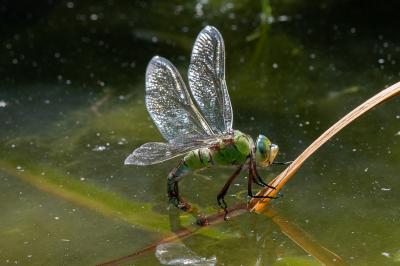 <i>Anax imperator</i>