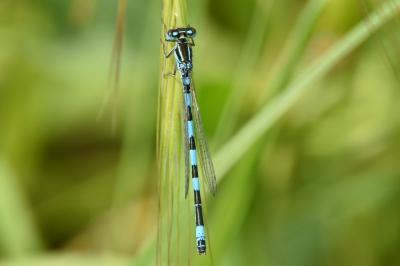 <i>Coenagrion mercuriale</i>