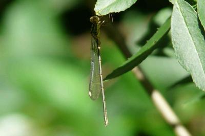 <i>Chalcolestes viridis</i>