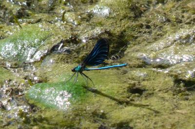 <i>Calopteryx virgo</i>