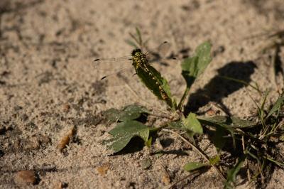 <i>Onychogomphus forcipatus forcipatus</i>