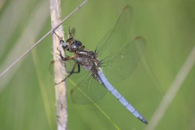 <i>Orthetrum coerulescens</i>