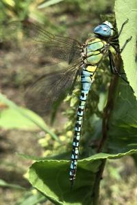 <i>Aeshna affinis</i>