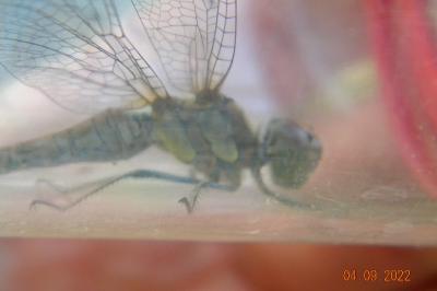 <i>Sympetrum striolatum</i>