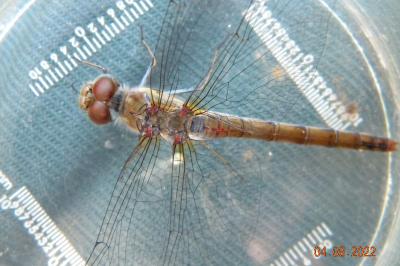 <i>Sympetrum striolatum</i>